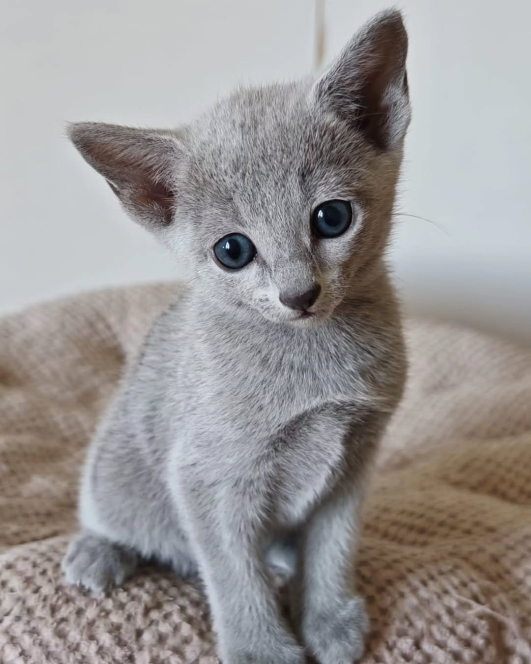 Misty - Russian Blue Kitten for Sale California - Female Russian Blue - Silver Blue Coat - Green Eyes